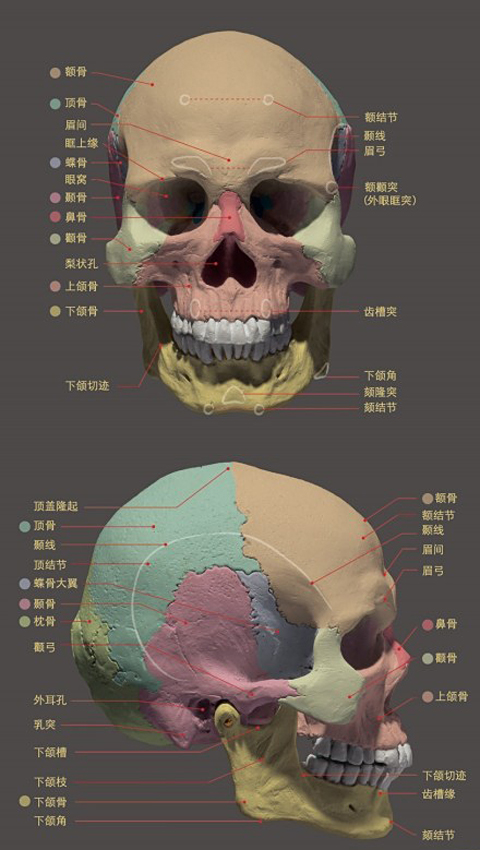 人物头像骨骼详解图.jpg
