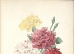 来自法国画家Pierre Joseph Redoute。
