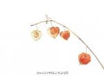 日本插画师No-k。