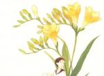 插画家おとないちあき。