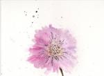 画家claireswilson