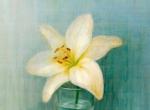洁白花朵，静静绽放的美丽。丨画家Danhui Nai