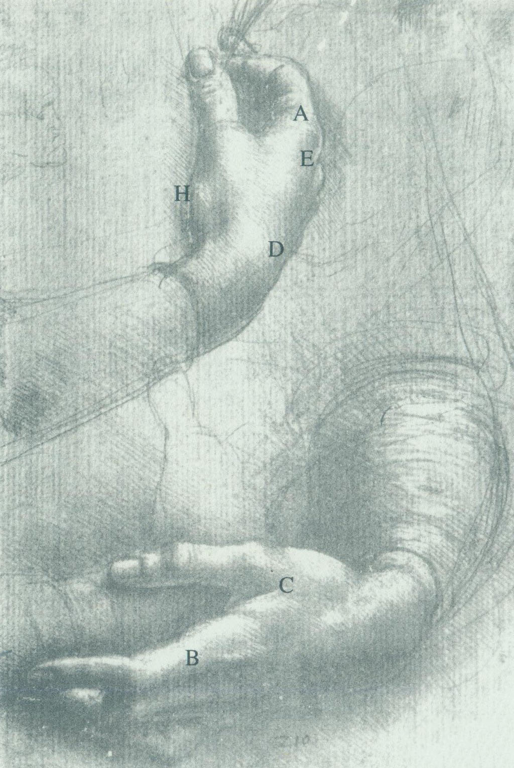 达芬奇素描《手习作》结构示意图
