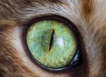 猫之眼，那是一片瀚海星辰。丨摄影师Andrew Marttila。