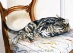 慵懒中的温柔。丨画家Lesley Fotherby陛下的水彩猫
