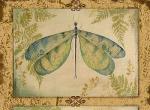 昆虫图谱  |  Bohemian Dragonfly