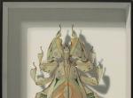 日本画家 Takumi Kama 的手绘甲虫