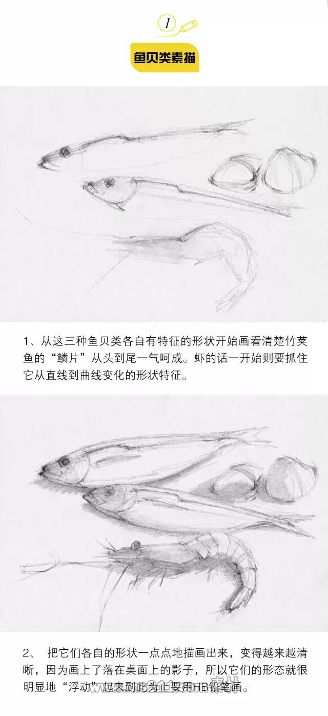 素描静物：鱼贝类物体的质感表现_01.jpg