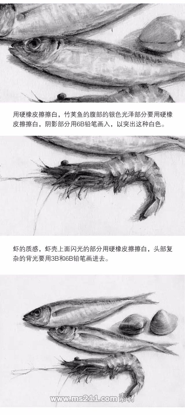 素描静物：鱼贝类物体的质感表现_03.jpg